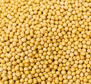 Горчица белая